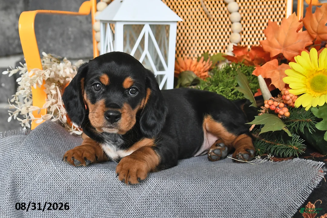 Beaglier dogs for sale: Jack - Ad 2