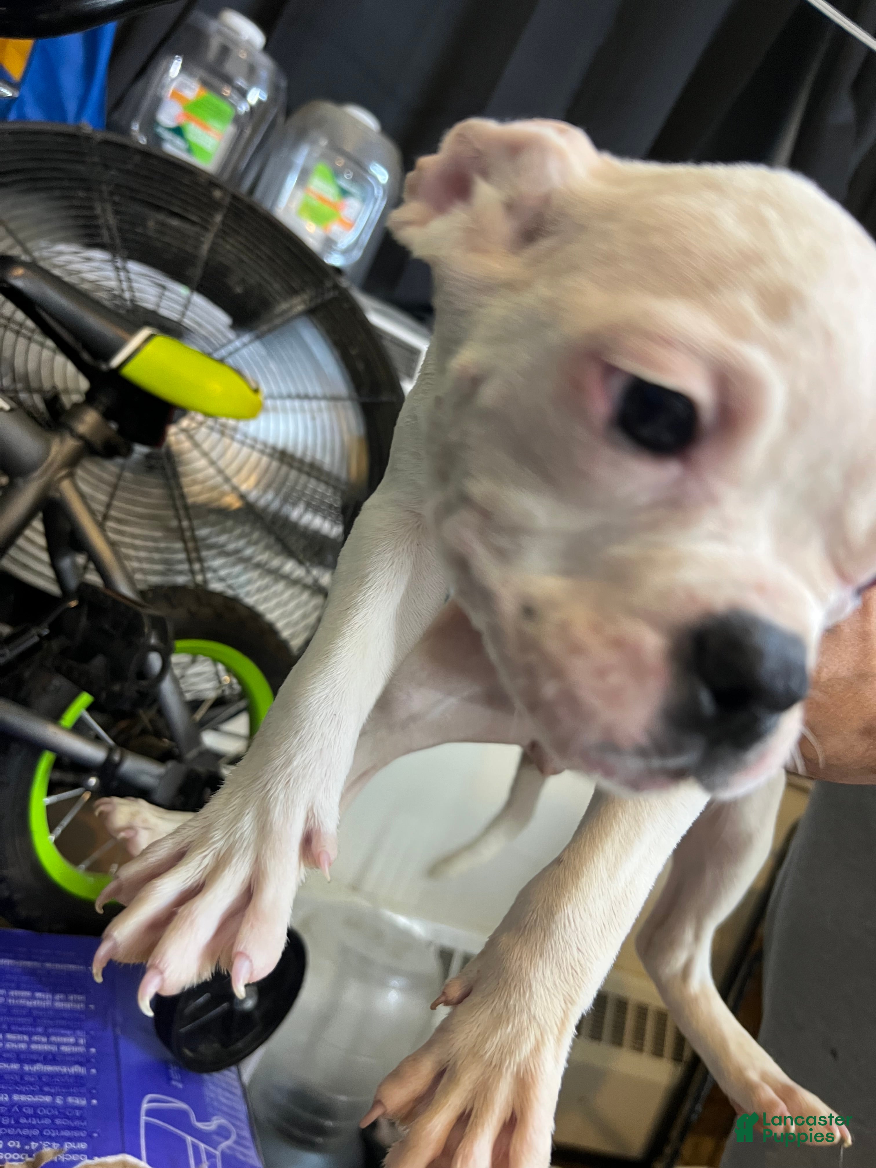 American Bully dogs American Bully Puppy 3 - Ad 32