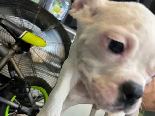 American Bully dogs American Bully Puppy 3 - Ad 32