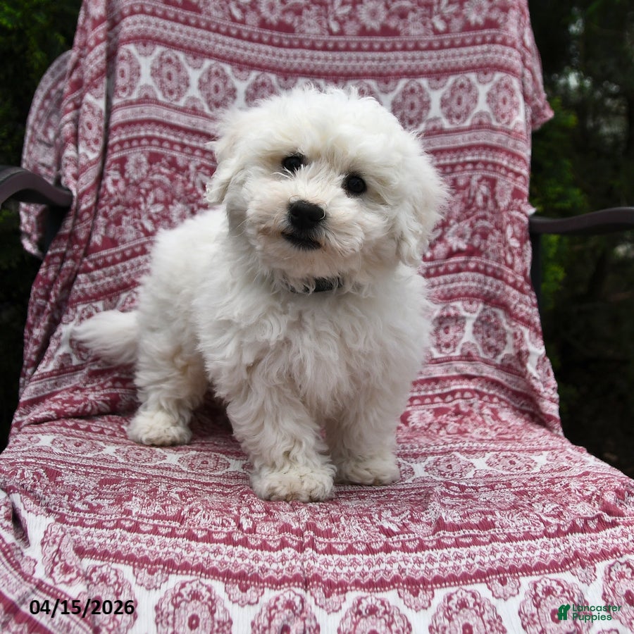 Bichon Frise dogs Nick  - Ad 1