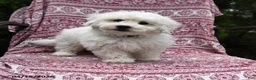 Bichon Frise dogs for sale: Nick  - Ad 1