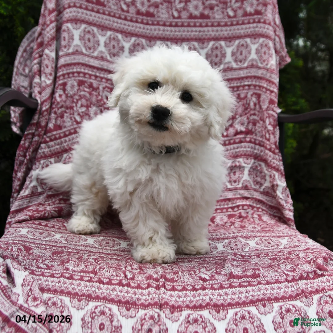 Bichon Frise dogs for sale: Nick  - Ad 1