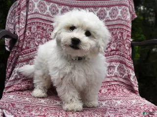Bichon Frise dogs for sale: Nick - Ad 2