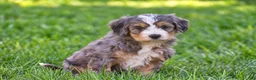 Mixed Breed dogs for sale: Sarah - Mini Bernedoodle - Ad 7