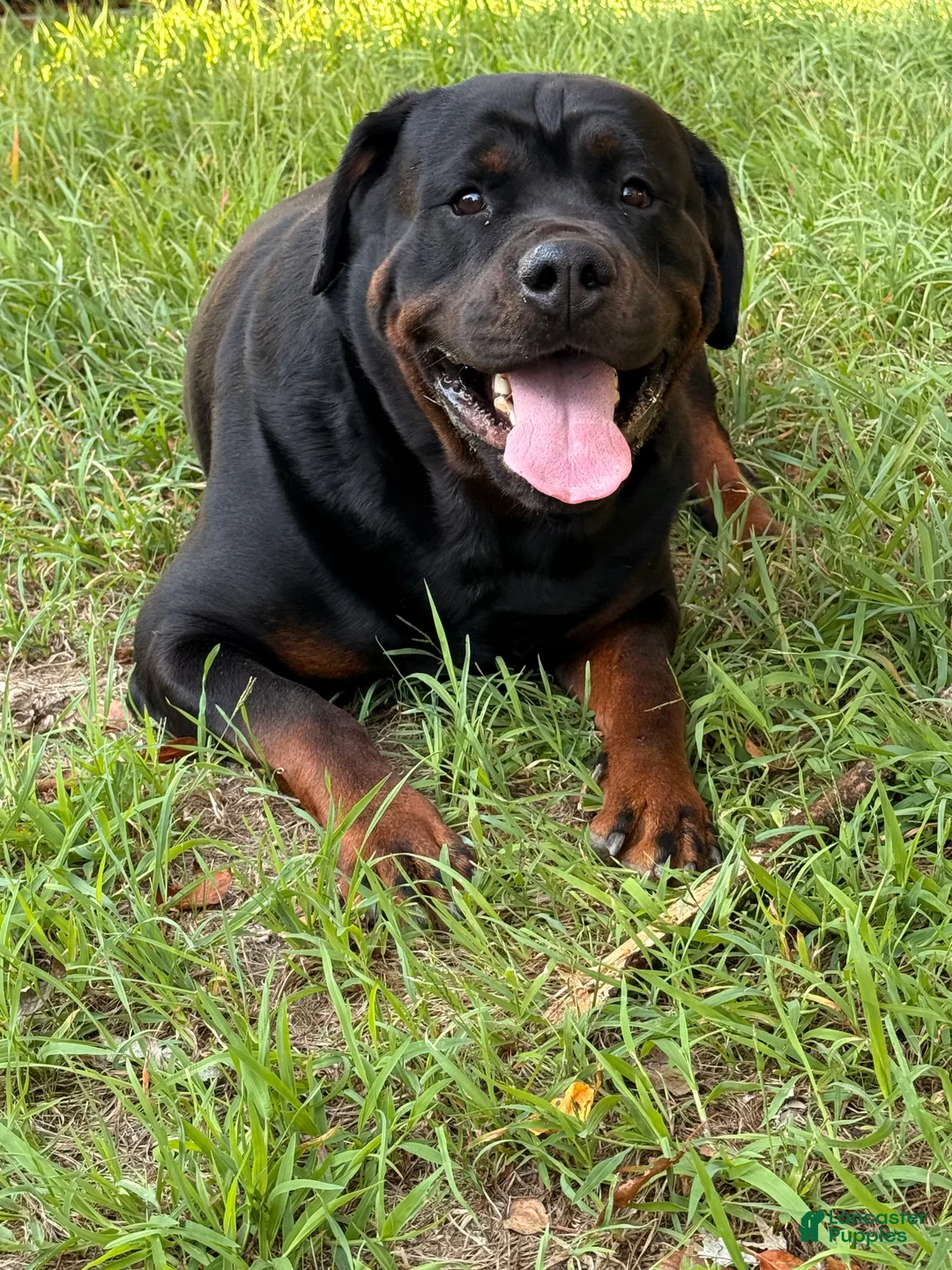 Rottweiler dogs for stud:  Rottweiler Stud services  - Ad 1