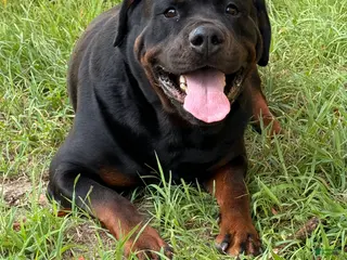 Rottweiler dogs Rottweiler Stud services - Ad 36