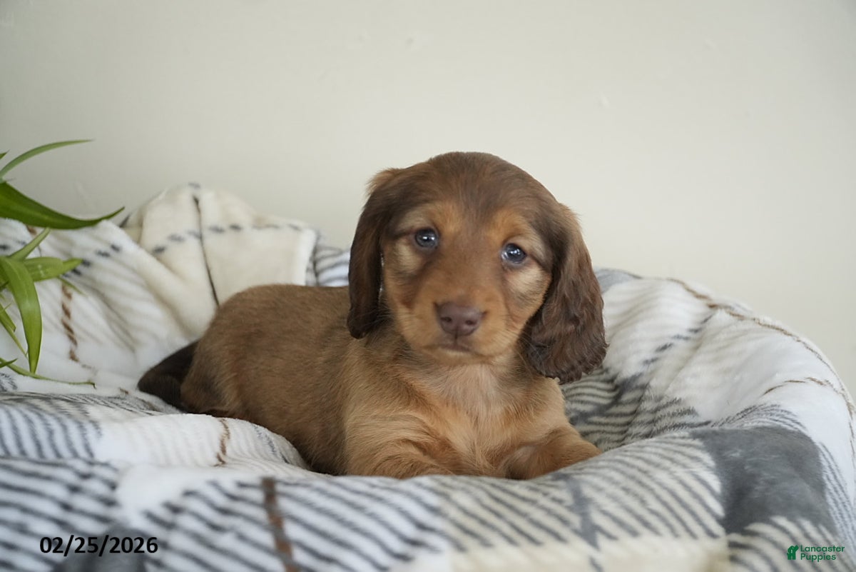 Miniature Dachshund dogs Benny - Ad 1