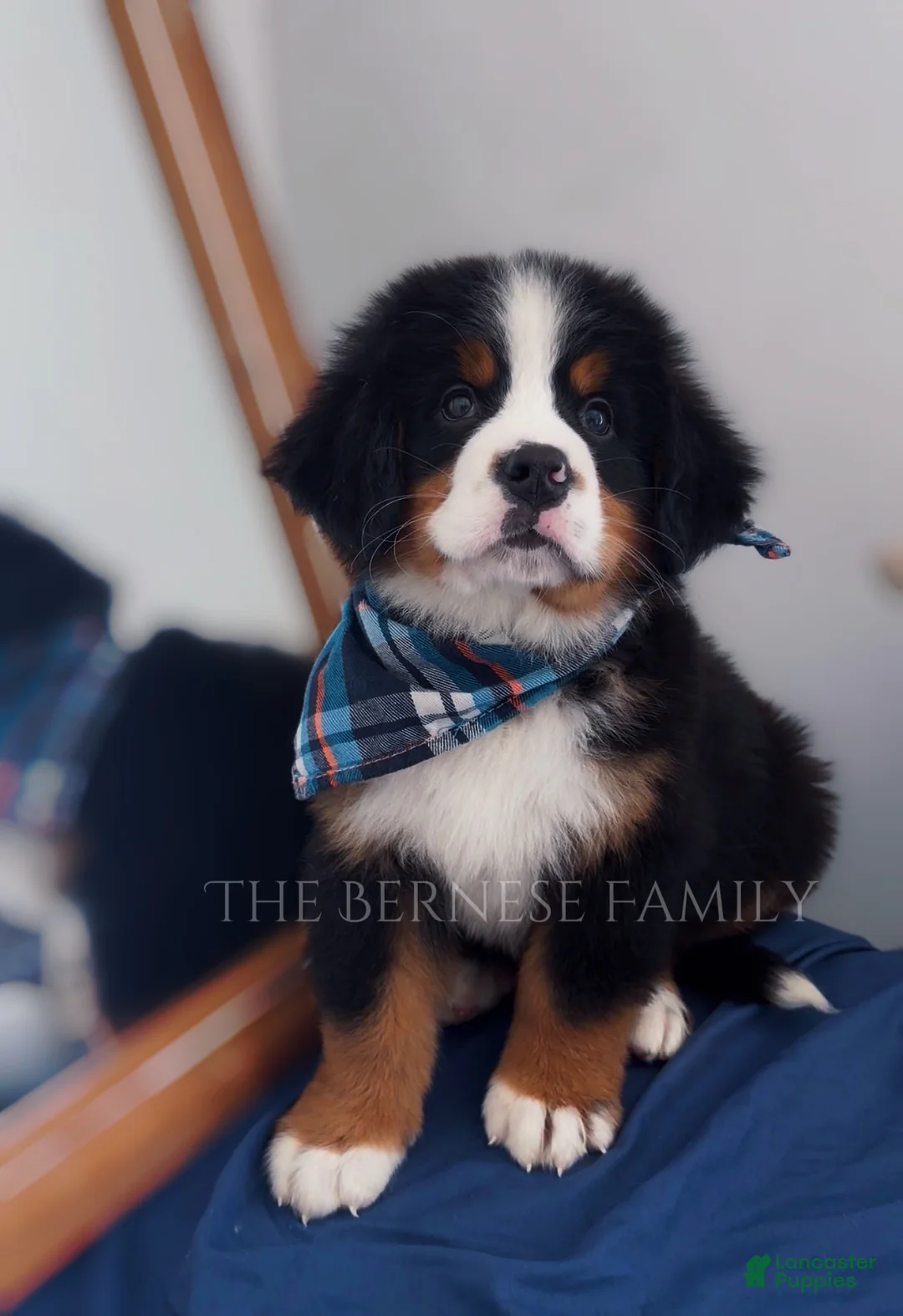 Bernese Mountain Dog dogs for sale: Chubs - Ad 1