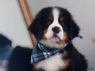 Bernese Mountain Dog dogs Chubs - Ad 6