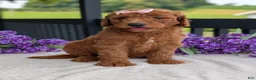 Goldendoodle dogs for sale: Miss Emmie - Ad 24