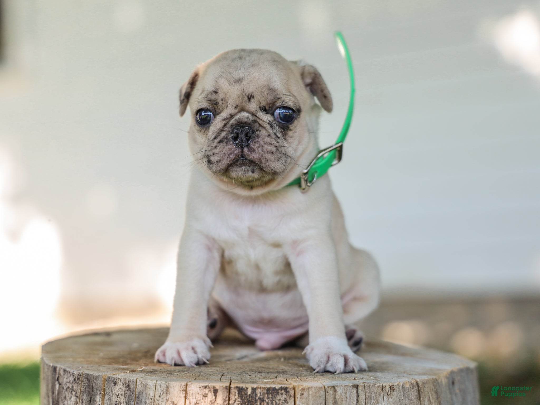Pug dogs Antonio Pug Puppy - Ad 1