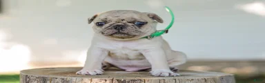 Antonio Pug Puppy