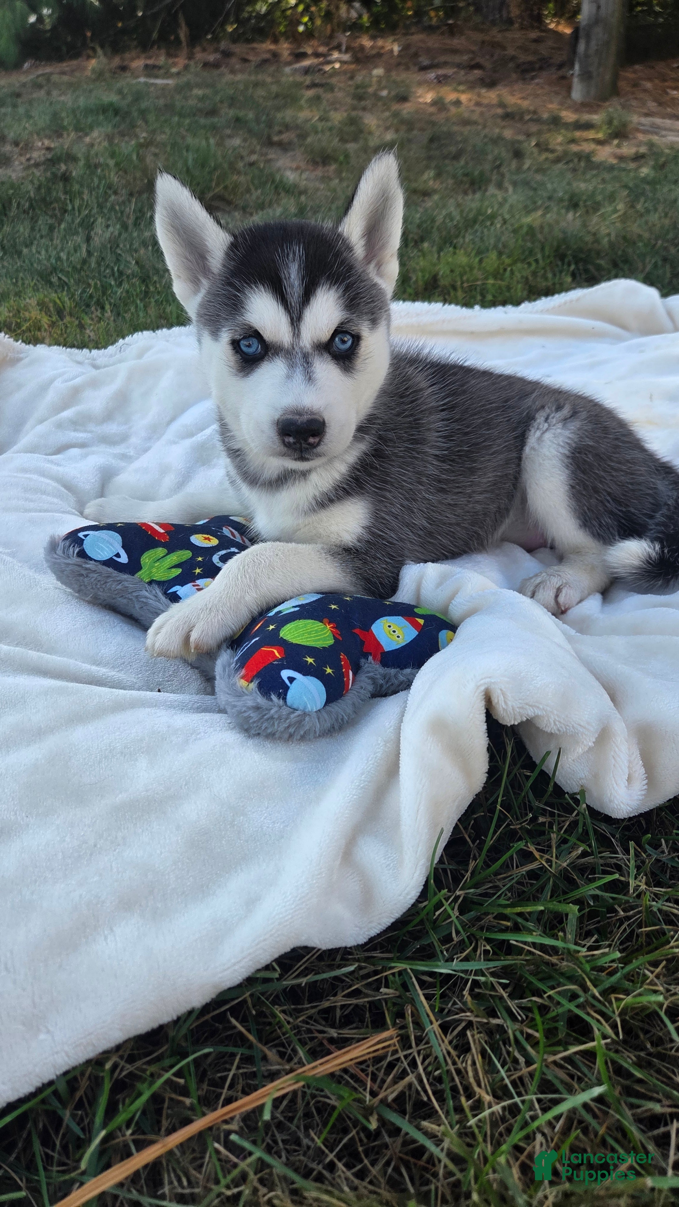 Blue Eyes Female Huskies For Sale Siberian Husky Puppies For Sale
