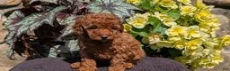 Toy Poodle dogs for sale: Bella - Ad 4