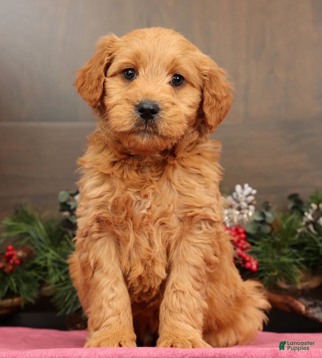 Mini Goldendoodle dogs for sale: Parker - Ad 3