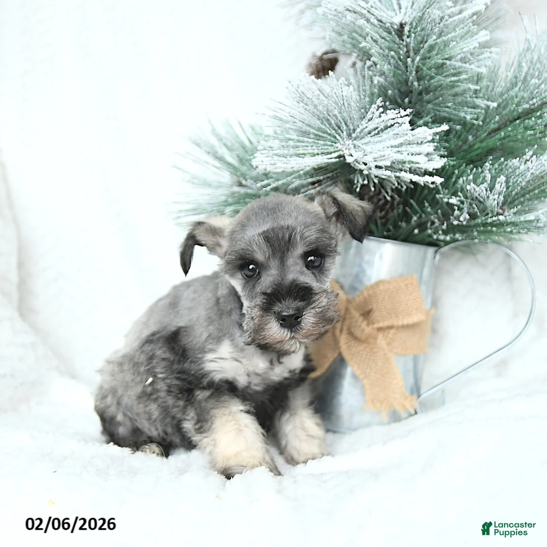 Miniature Schnauzer dogs for sale: Myla - Ad 4