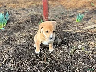 Mixed Breed dogs for sale: Stacey - Ad 3