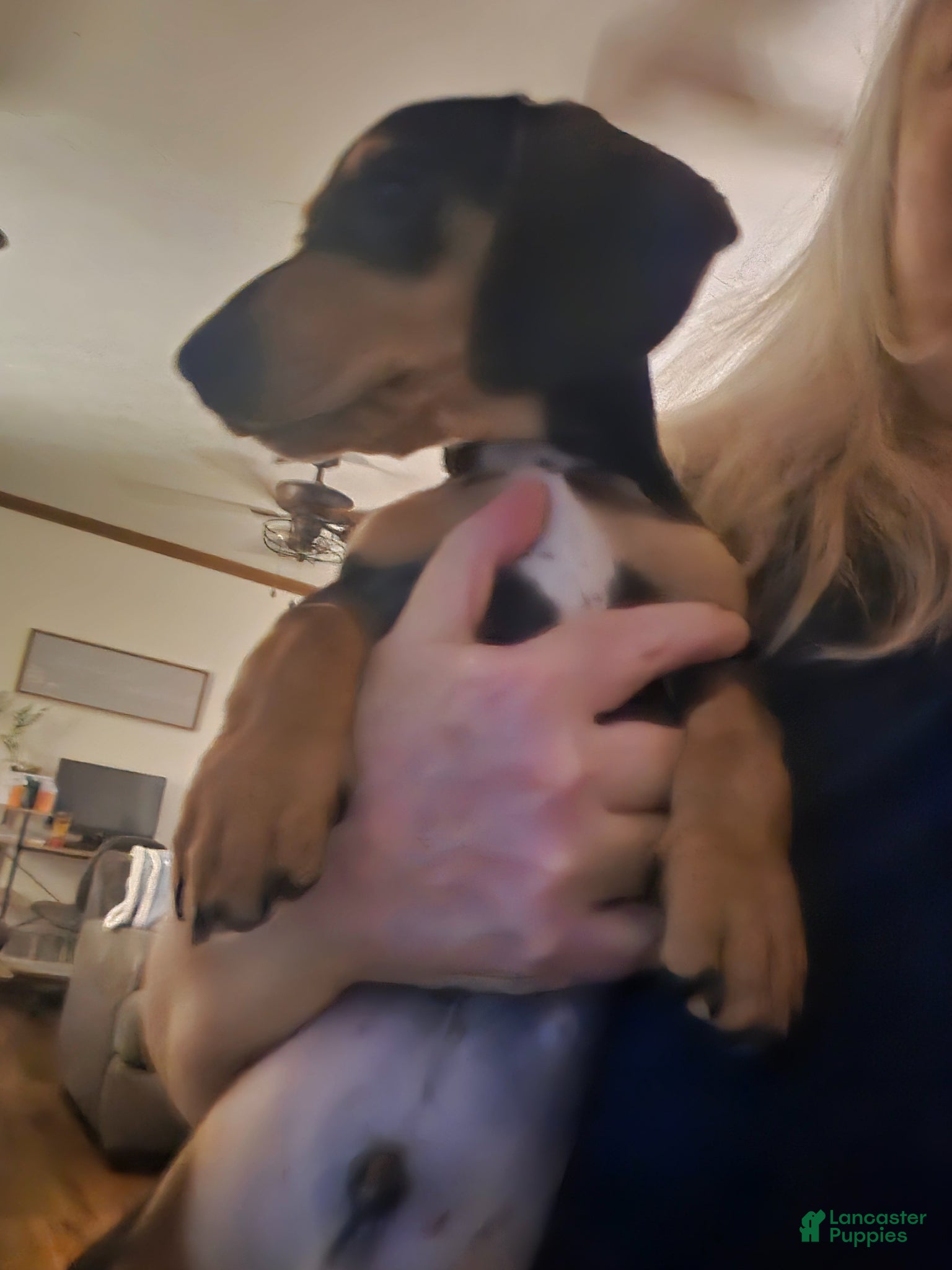 Miniature Dachshund dogs for sale: Miniature Dachshund Puppy 1 - Ad 3