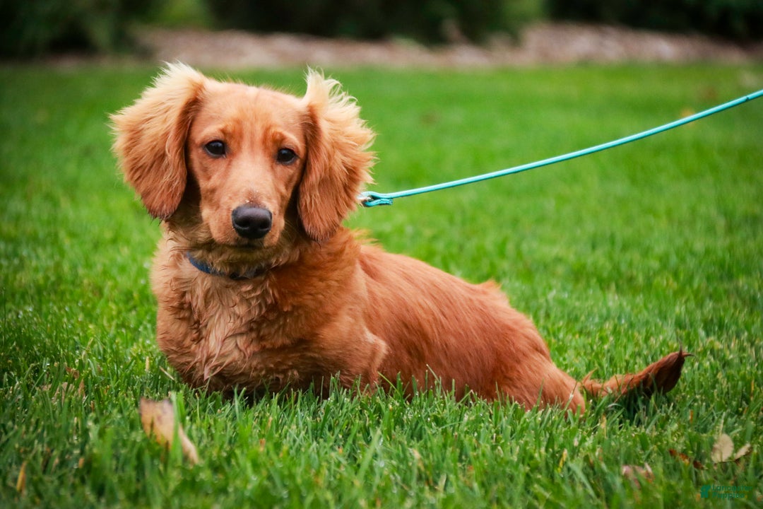 Miniature Dachshund dogs for sale: Mars - Ad 5