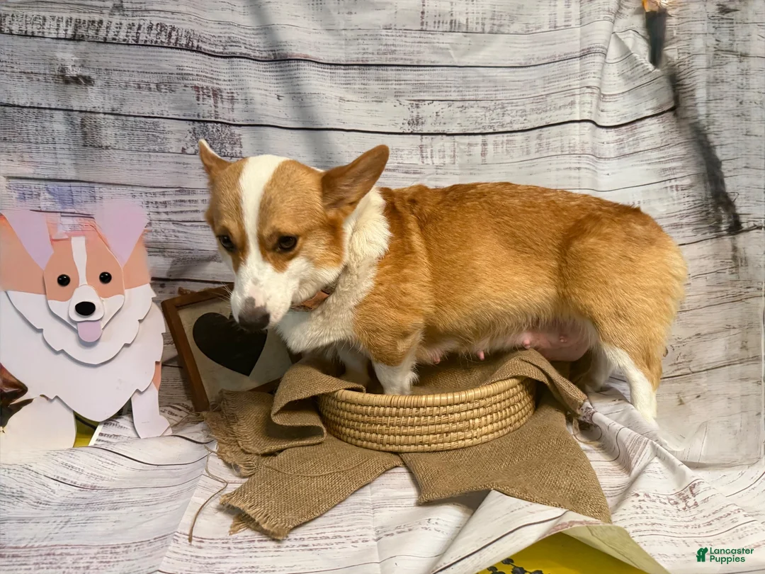 Welsh Corgi Pembroke dogs for sale: Welsh Corgi Pembroke 3 - Ad 8