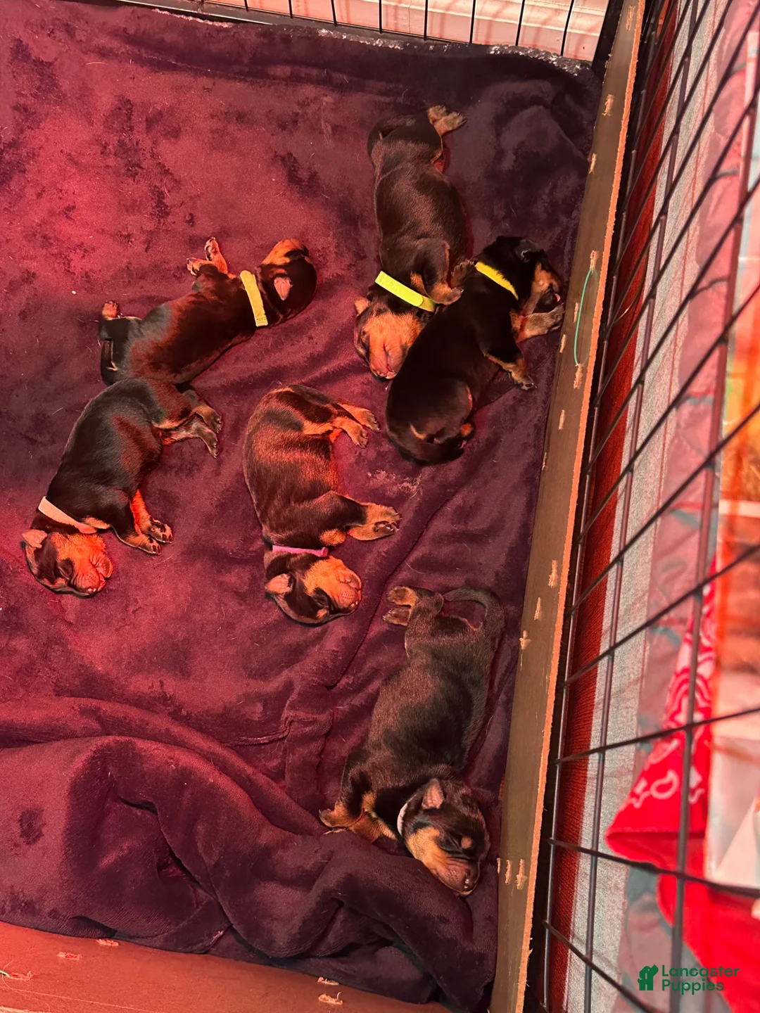 Rottweiler dogs for sale: Mila  - Ad 1