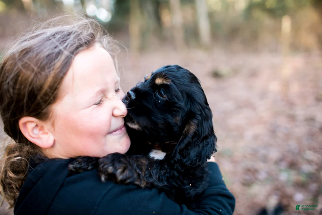 Cocker Spaniel dogs for sale: Cocker Spaniel Puppy 3 - Ad 1