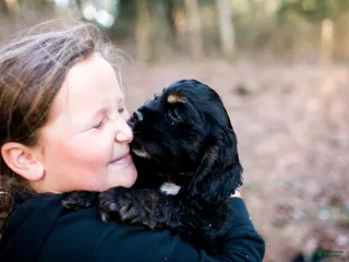 Cocker Spaniel dogs Cocker Spaniel Puppy 3 - Ad 4
