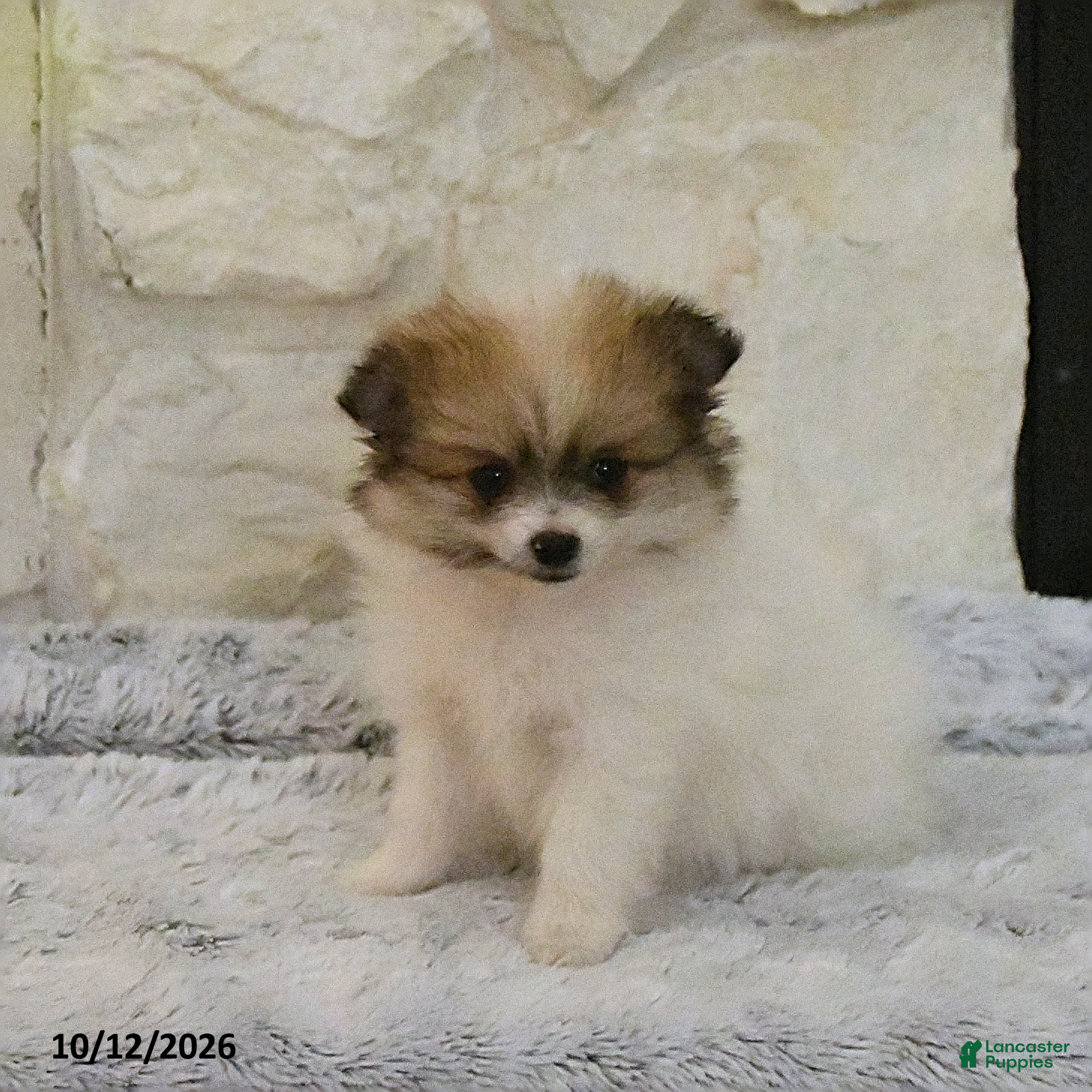 Pomeranian dogs Lily - Ad 1