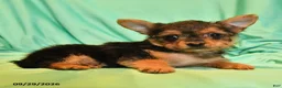 Yorkshire Terrier dogs for sale: Tiny Leon - Ad 2