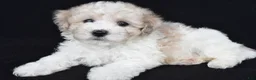Miniature Poodle dogs for sale: Porter - Ad 8