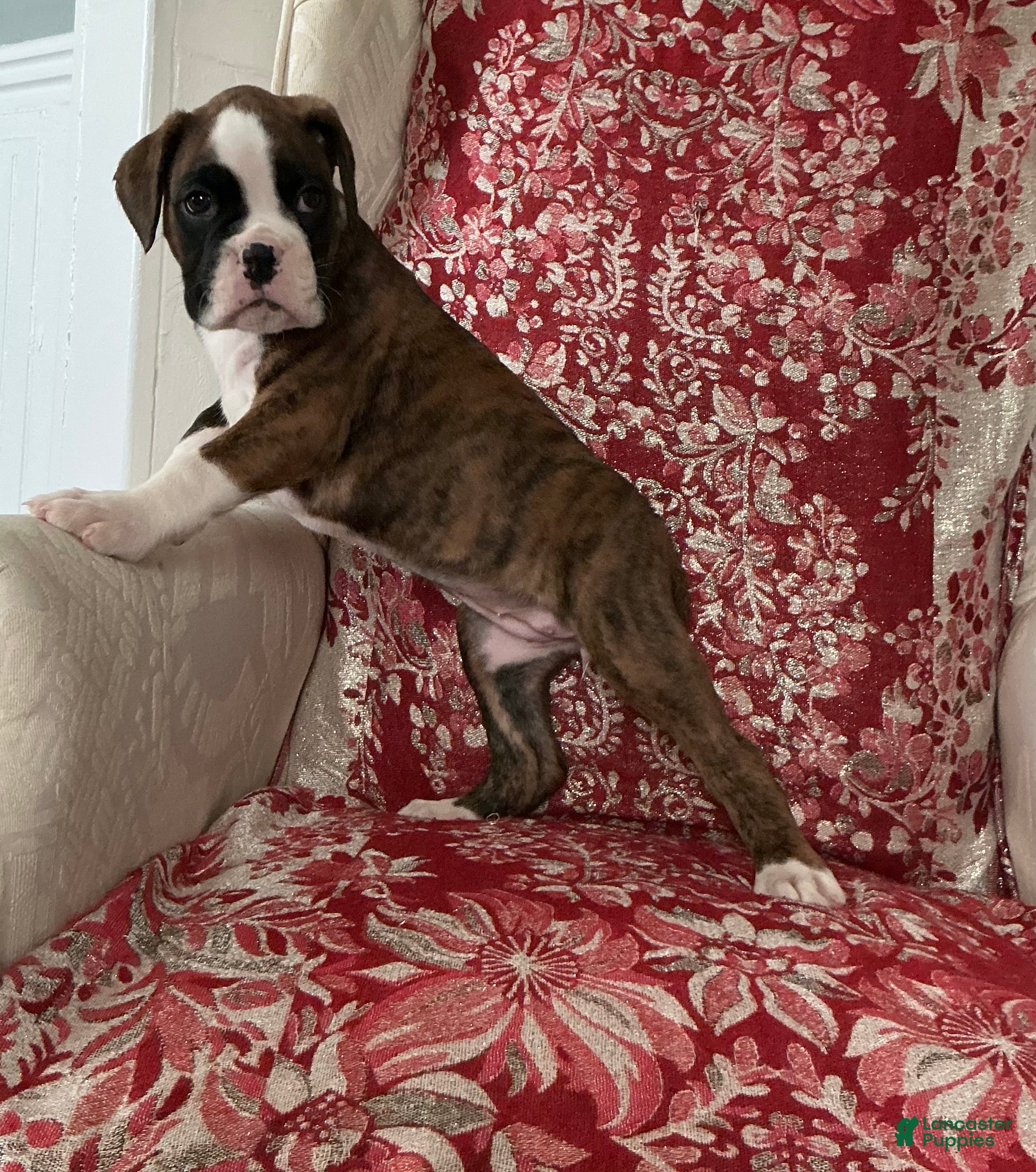 Boxer dogs DUSSEL  - Ad 1