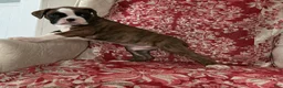 Boxer dogs for sale: DUSSEL  - Ad 1