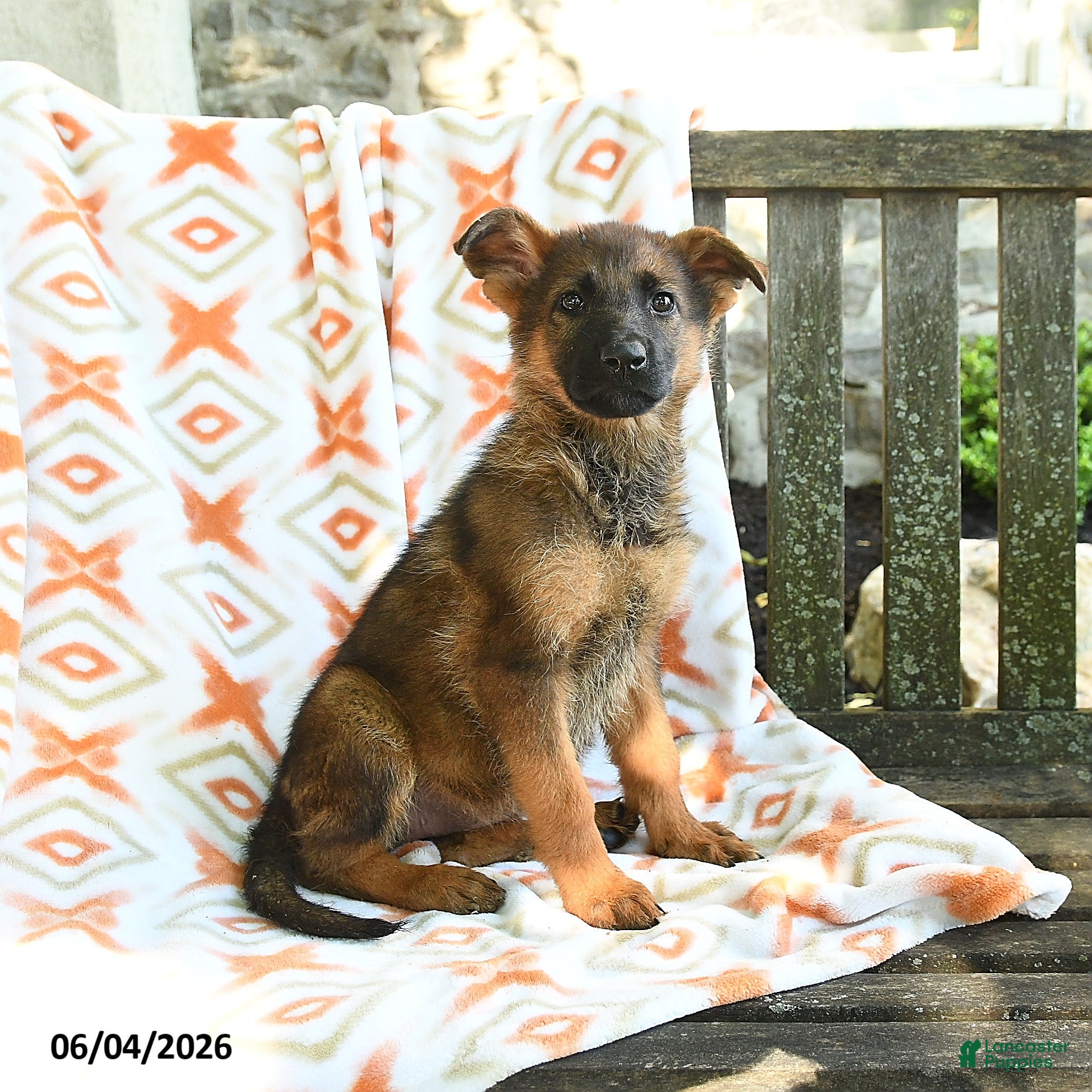 German Shepherd dogs Barb  - Ad 1