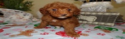 Miniature Poodle dogs for sale: Miniature Poodle Puppy 2 Holly - Ad 3