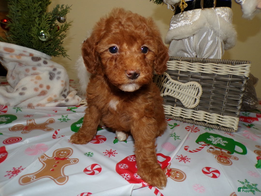 Miniature Poodle dogs for sale: Miniature Poodle Puppy 2 Holly - Ad 3