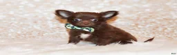Chihuahua dogs for sale: Ian - Ad 3