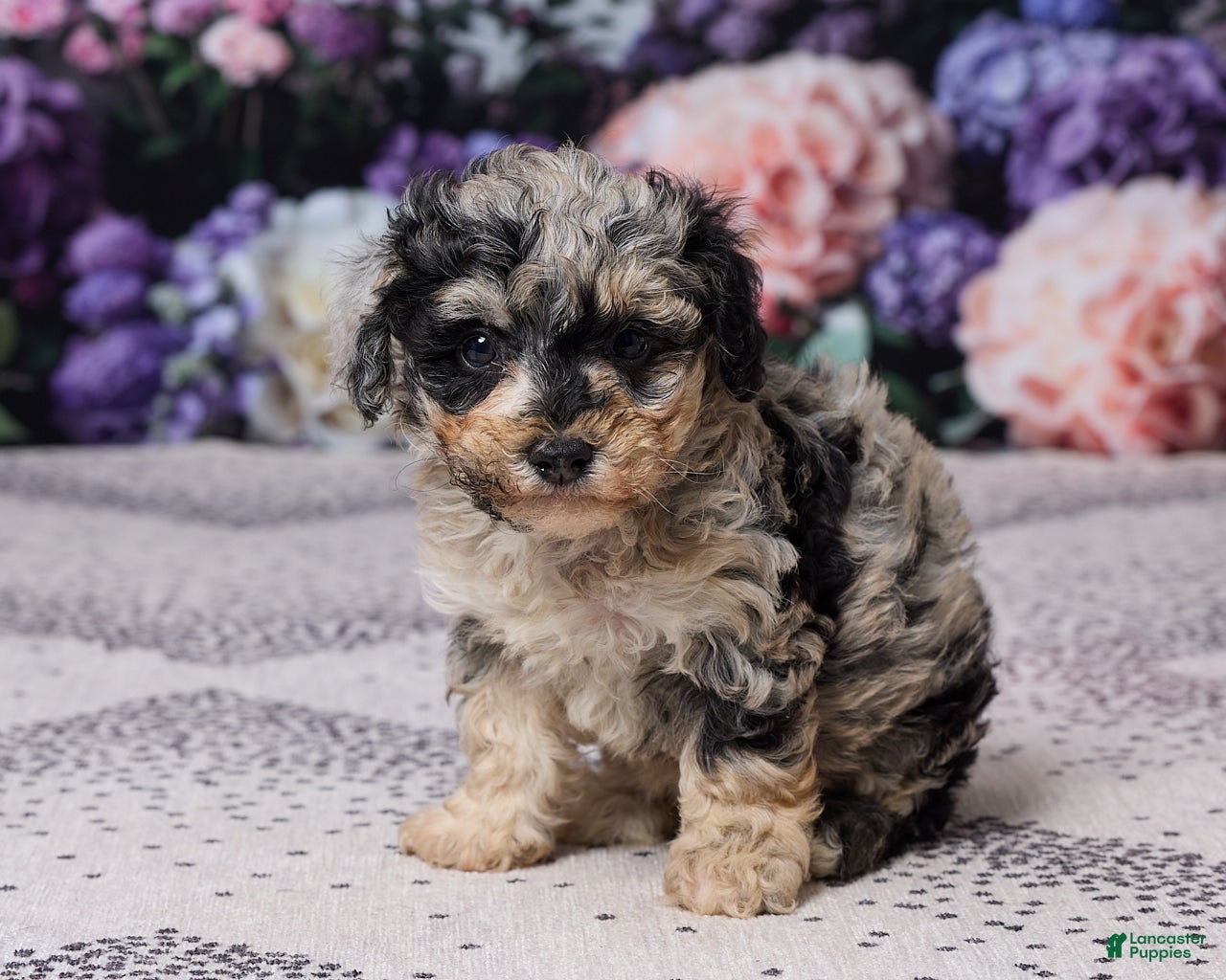 Miniature Poodle dogs Kibby - Ad 2