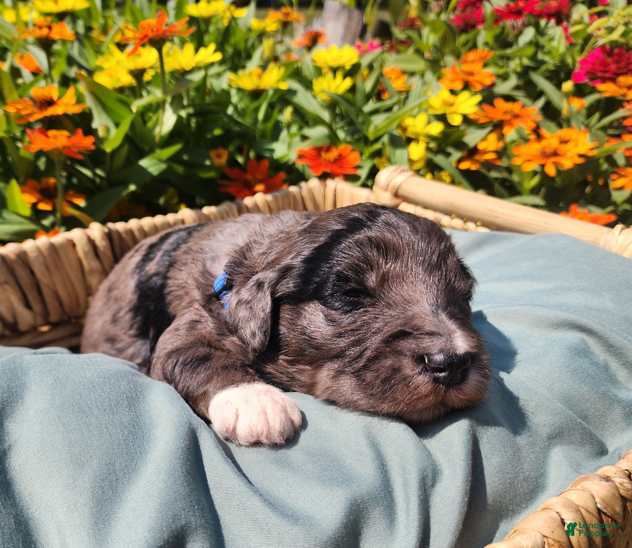 Mixed Breed dogs Comet - Ad 31