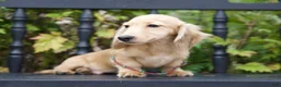 Miniature Dachshund dogs for sale: Miniature Dachshund Ian - Ad 3