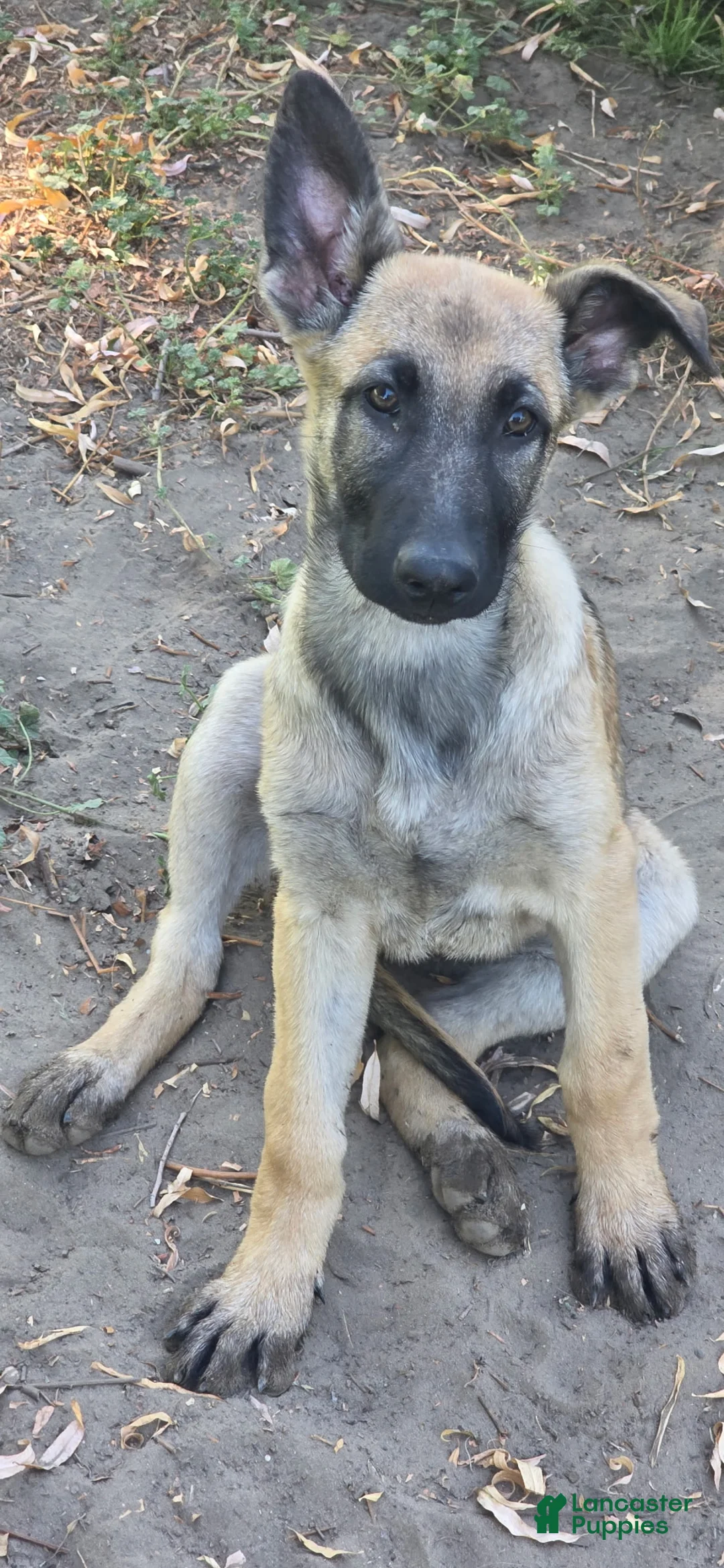 German Shepherd dogs for sale: Lily - Ad 2