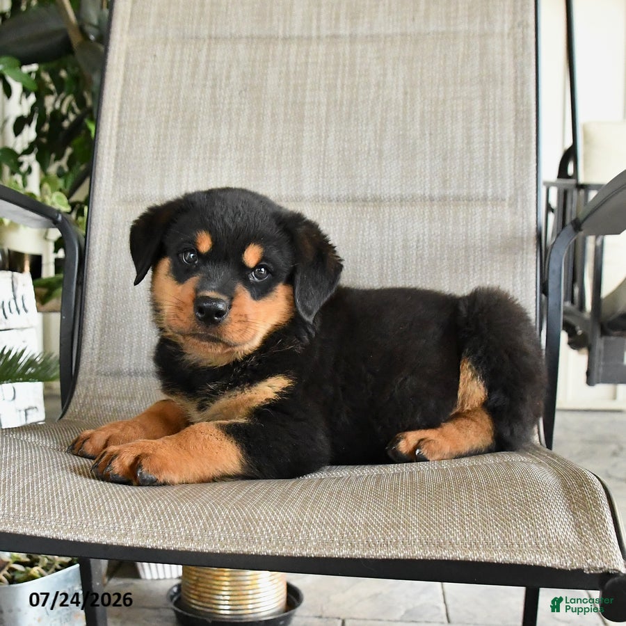 Rottweiler dogs Milo - Ad 1