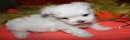 Maltese dogs for sale: Casper - Ad 5