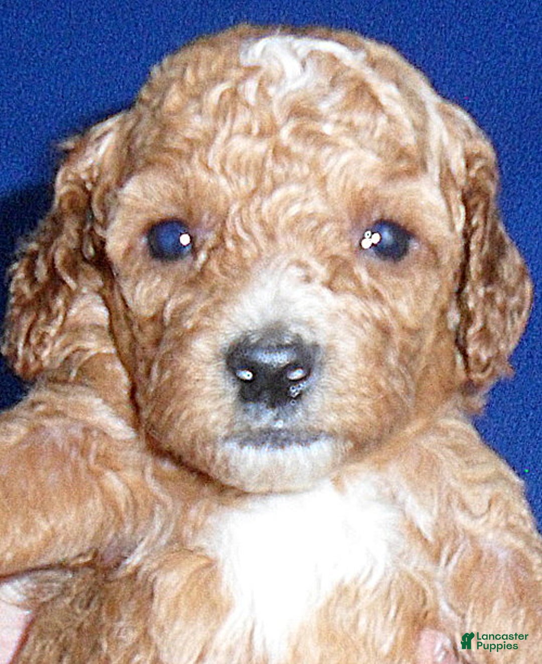 Cockapoo dogs for sale: Bentley - Ad 2
