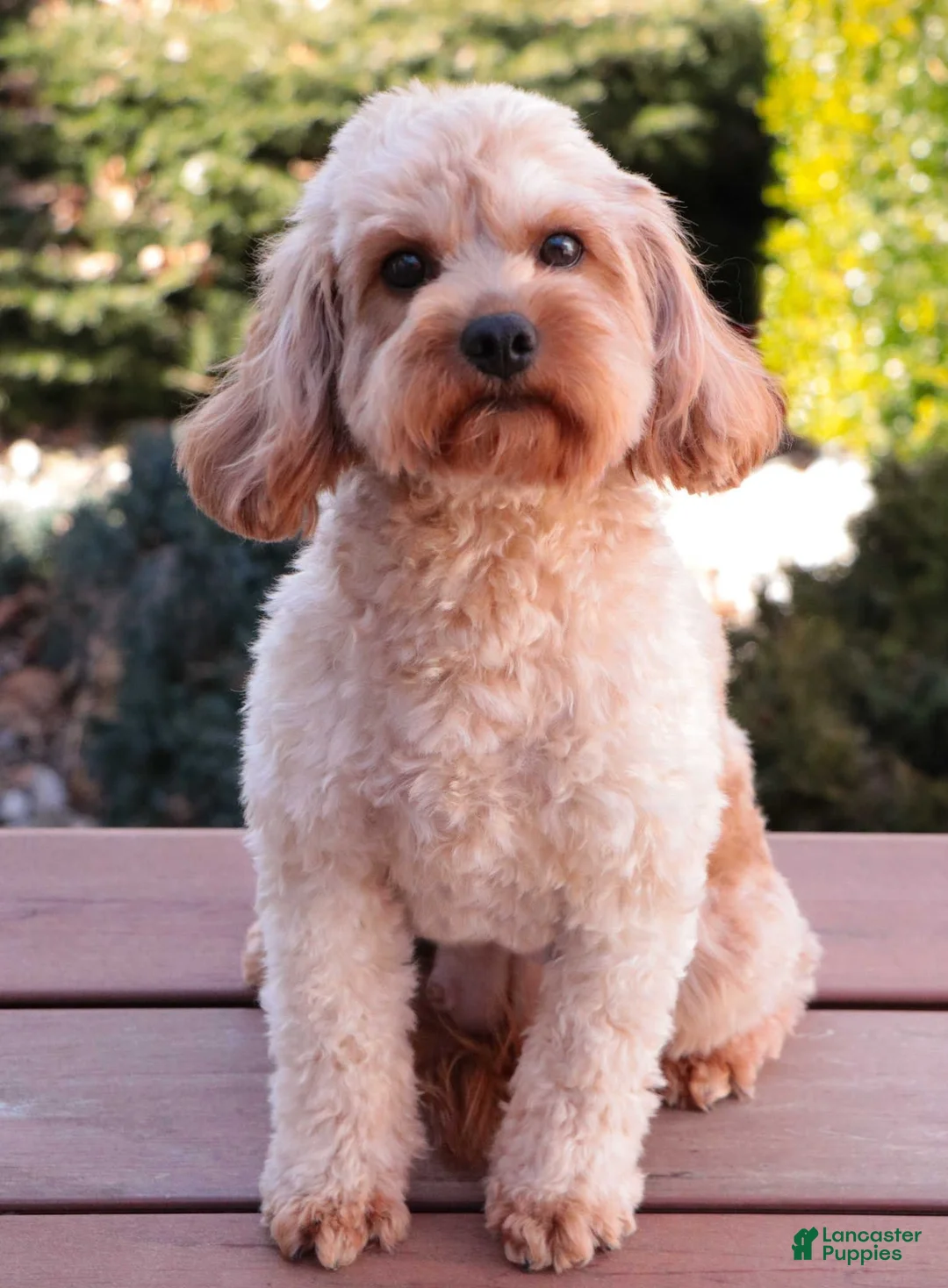 Cavapoo dogs for sale: Amore - Ad 5