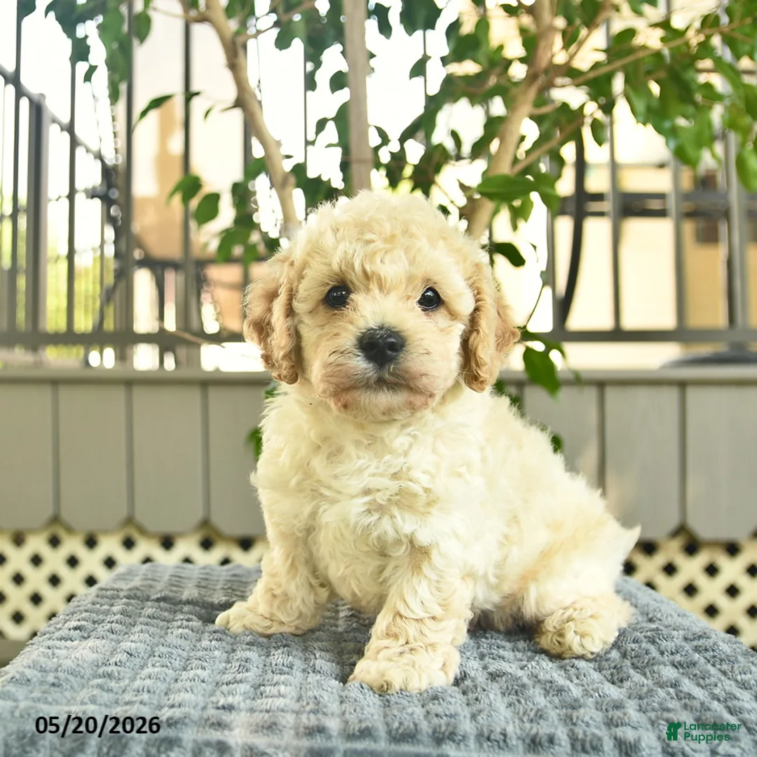 Mini Goldendoodle dogs for sale: Axle  - Ad 3