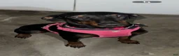 Doberman Pinscher dogs for sale: Doberman Pinscher 1 - Ad 3