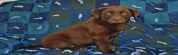 Mixed Breed dogs for sale: Cash - Ad 3