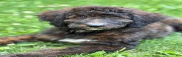 Bernedoodle dogs for sale: Bernedoodle 1 - Ad 2