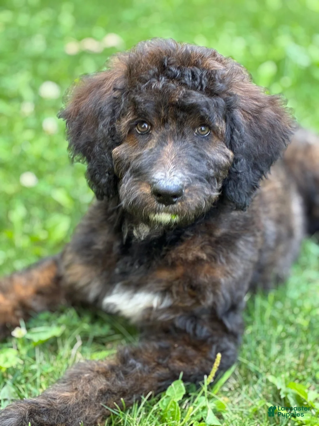 Bernedoodle dogs for sale: Bernedoodle 1 - Ad 2