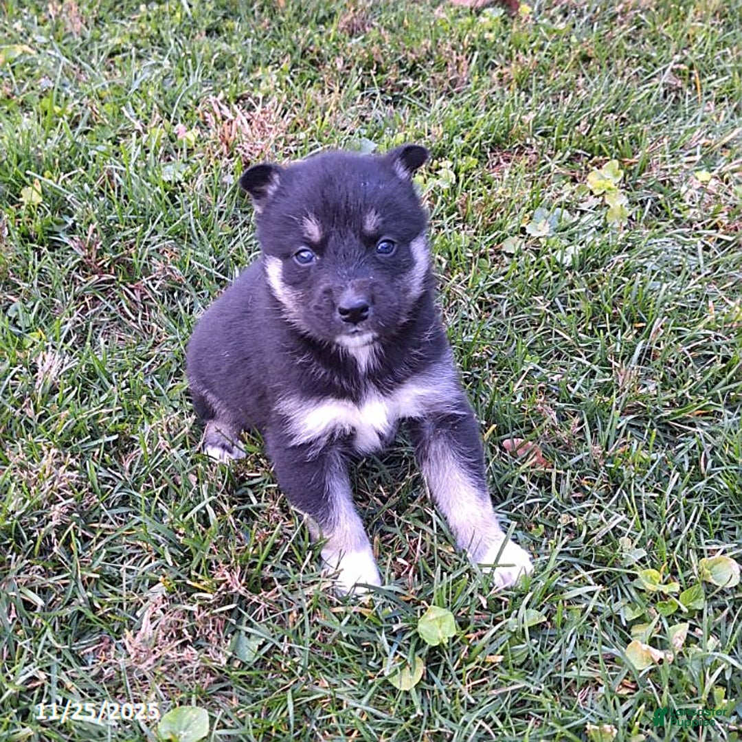 Gerberian Shepsky dogs for sale: Bear - Ad 2